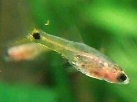 Ich habe heute in der schule viel neues und interessantes erfahren. Wie Viel Fische Kann Ich In Ein 20 Liter Aqurium Setzen Aquarium Aquaristik