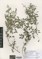 Image result for Indigofera schimperi