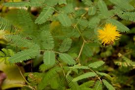 Image result for Neptunia oleracea