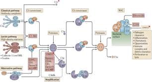 Image result for Complement Pathway