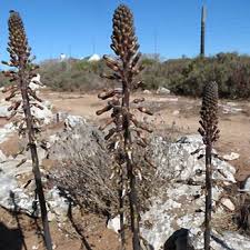 Image result for Drimia elata