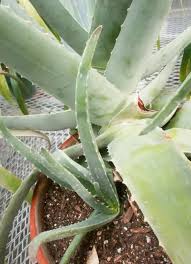 Image result for Aloe christianii