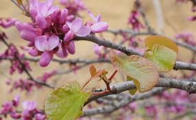 Arbre De Judee Cercis Siliquastrum Plantation Entretien Culture Taille