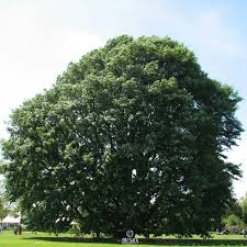 Image result for Necepsia castaneifolia