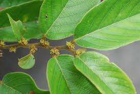 Image result for Bridelia