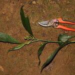 Image result for Corymborkis corymbis