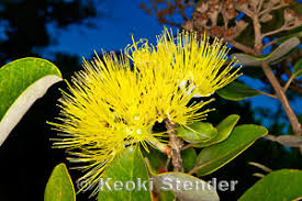 Image result for Myrtaceae