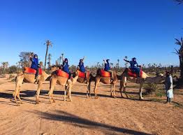 Desert And Palm Grove 2 Hour Camel Ride From Marrakech Including Moroccan Tea And Snack 2021 Happytovisit Com