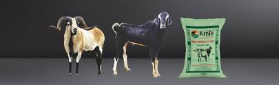 Pretty wild that this is true in 2021…. Sheep Feed Krishi Nutrition