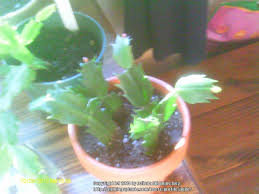 Christmas cactus, often confused with thanksgiving or easter cactus, has stunning arching to propagate your christmas cactus, use clean scissors or pruners to snip a stem tip. Cactus And Succulents Forum Terra Cotta Vs Plastic Pots For Christmas Cactus All Succulents Garden Org