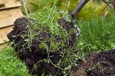 Growing Green Manure