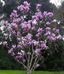 The Showy Magnolia Soulangiana Tree Commonly Called The Saucer Magnolia Tree Is One Of The Approxi Magnolia Tree Landscaping Garden Plant Pots Magnolia Trees