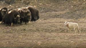 Unlike other types of syringes, mosie is the only syringe specifically designed for insemination. Wolves Vs Herd Of Muskox Snow Wolf Family And Me Bbc Earth Youtube
