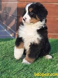 Satilik Bernese Mountain Dog Yavrulari 243910 Bikopek Com