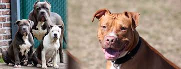 Pit Bull Dog Breed And Everything You Need To Know About