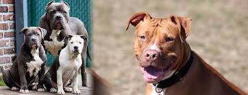 pit bull dog breed and everything you need to know about