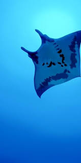 خلفية ويندوز سفن بألوان زاهية مع علامة سفن. 110 Ø®Ù„ÙÙŠØ§Øª Ù…ÙˆØ¨Ø§ÙŠÙ„ Ù‡ÙˆØ§ÙˆÙŠ Ideas Iphone Wallpaper Iphone 6 Wallpaper Wallpaper Backgrounds