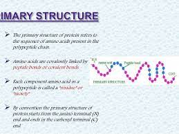 The primary structure of a protein consists of the amino acid sequence along the polypeptide chain. Protein Structure Presentation