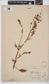 Image result for Rumex lanceolatus