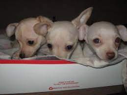 They are short haired , vet checked, dewormed and given their first shots. Chihuahua Puppies In Illinois