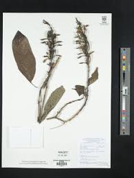 Image result for Pseuderanthemum ludovicianum