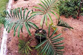 Image result for Stangeria eriopus