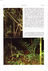 Image result for Eremospatha cuspidata