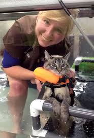Legend would have us believe that cats are incapable of swimming. Feline Physical Rehabilitation Today S Veterinary Nurse