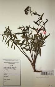 Image result for Agathisanthemum bojeri