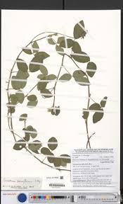 Image result for Eriosema parviflorum