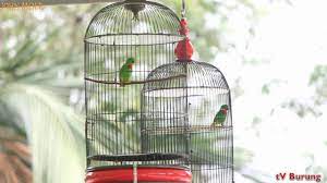 Burung serindit ini mampu mengeluarkan suara kicau dengan melengking, ngekek dan mampu memekakan telinga orang yang mendengarkanya seperti burung yang sedang tarung. Burung Serindit Aksi Serindit Crb Vs Gotik Di Mega Latpres Juri Jbc Youtube