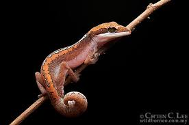 Stock Photograph Of Aeluroscalabotes Felinus From Sarawak Malaysia Cld1203157 Stock Photograph Lizard Reptiles And Amphibians