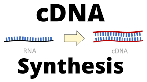 The dna is the genetic material of most of the organisms. Cdna Synthesis Protocol By Reverse Transcription Youtube