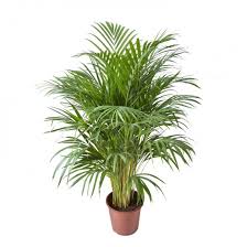 The areca palm (dypsis lutescens) is an ornamental tropical palm with long, arching fronds and a bushy appearance.also called the butterfly palm, golden cane palm, or yellow palm, this is a popular indoor palm tree. Indoor Helden Dypsis Lutescens Areca Palme Topf O 24 Cm Hohe 125 Cm Ebay