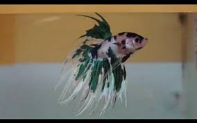 Sementara di indonesia sendiri diketahui memiliki spesies ikan cupang endemic yaitu betta channoides yang hidup di daerah kalimantan timur, tepatnya di pampang. Tips Pelihara Ikan Cupang Urusan Makanan Ada Kesamaan Dengan Kucing Bagian 1