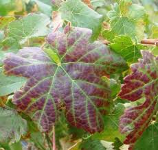 Image result for Grapevine leafroll virus