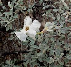 Image result for Catophractes alexandri