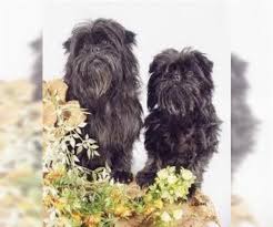 Check spelling or type a new query. Labradoodle Puppies For Sale Near Millersburg Ohio Usa Page 1 10 Per Page Puppyfinder Com