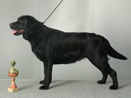 Der Labrador Ist Ein Kraftig Gebauter Mittelgrosser Hund Mit Breitem Kopf Und Deutlichem Stop Ein Rassetypisches Merkm Hunderassen Labrador Retriever Labrador