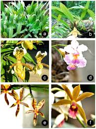 Image result for Satyrium orbiculare