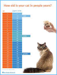Learn about how vets determine age & the conversion of cat years to human kidney issues may show up around age ten, and hyperthyroid indicators a year or two later, however mears said that he has seen these in cats as. How Old Is Your Cat In People Years Pethealthnetwork Cat Years Cats Cat Age