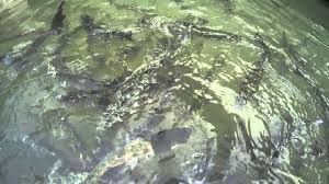 Camerele erau curate, vederea de la geam era fantastică, mâncarea variată. Casa Din Padure Runcu Gorj Youtube