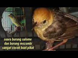 Suara kicau burung cici merah betina super master kicau. Vidio Suara Cici Padi Betina Perbedaan Burung Murai Air Jantan Dan Betina Blog Cobra Indonesia Studio 5 Months Ago Anak Pandai