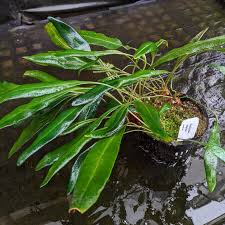 Image result for Elaphoglossum conforme