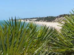 Image result for Cynanchum mossambicense