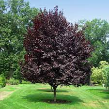Online orchards double plum twist bare root tree with 2 different plum varieties growing on 1 tree (4) model# cbpl002. Thundercloud Plum Trees For Sale Brighterblooms Com