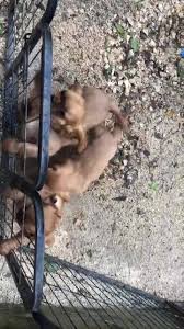 Elevage Du Temps Des Amazones Home Facebook