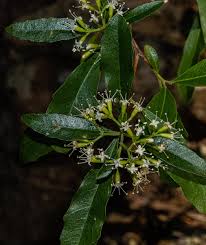 Image result for Nuxia oppositifolia