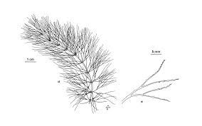 Image result for Ceratophyllaceae
