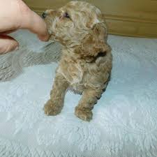 From our family to yours, our dogs live, work, play we specialize in f1 goldendoodles which are a breed of standard poodles and standard golden washington, west virginia, wisconsin, wyoming. Medium Dogs For Sale Find Your Puppy Vip Puppies In 2020 Goldendoodle Puppy Mini Goldendoodle Puppies Goldendoodle Puppy For Sale